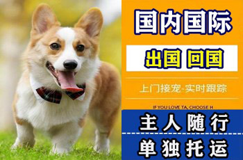钦州市宠物托运公司钦州市宠物托运公司钦州市宠物托运公司