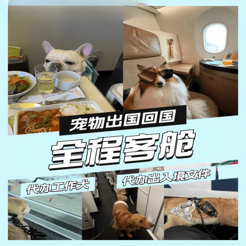 钦州市宠物托运到白俄罗斯宠物入境规定和要求