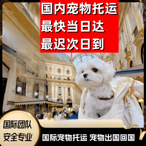 钦州市到澳大利亚（澳洲）宠物入境规定和要求